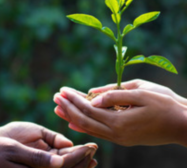 Agricultural Commodity Procurement