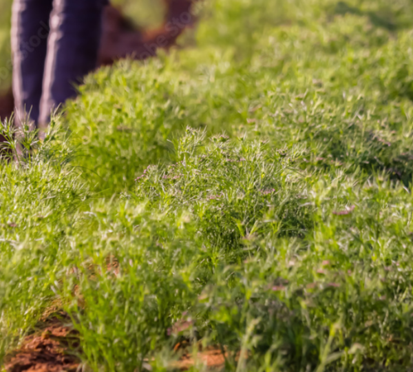 Organic Farming Consultancy
